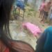 Jovem tenta fugir, mas é executado a tiros no Puraquequara; imagem forte