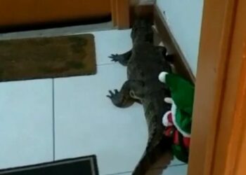 VÍDEO: Homem dá de cara com jacaré ao abrir porta de apartamento