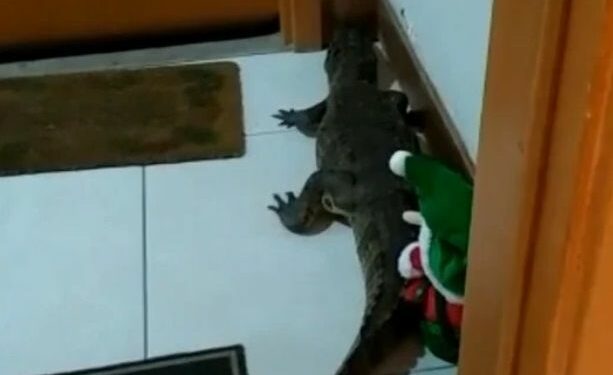 VÍDEO: Homem dá de cara com jacaré ao abrir porta de apartamento