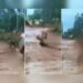 VÍDEO: Jovem é ‘laçado’ pelo pescoço e arrastado em lama após evento de cavalgada