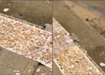 VÍDEO: Tempero amazônico? Peixe é colocado para ‘secar’ em meio a ratos na Manaus Moderna