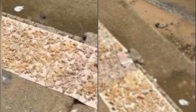 VÍDEO: Tempero amazônico? Peixe é colocado para ‘secar’ em meio a ratos na Manaus Moderna