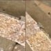 VÍDEO: Tempero amazônico? Peixe é colocado para ‘secar’ em meio a ratos na Manaus Moderna
