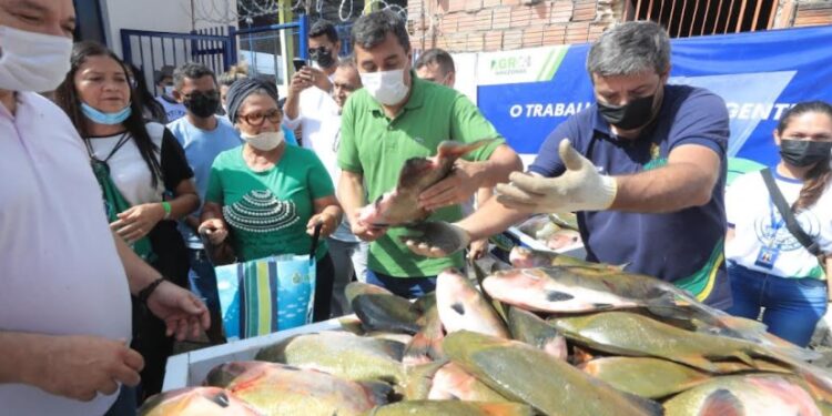 Na semana do Natal, Wilson Lima entrega 20 toneladas de pescado a 8 mil famílias de Manaus