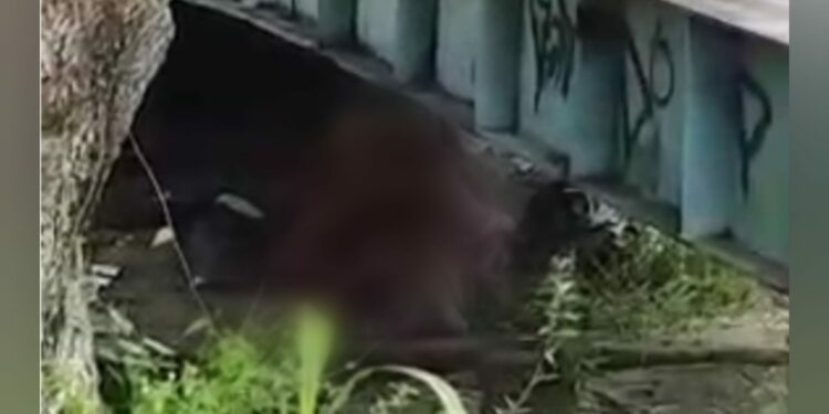 VÍDEO: Casal é flagrado fazendo sexo em baixo de ponte, na zona Norte de Manaus