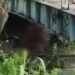 VÍDEO: Casal é flagrado fazendo sexo em baixo de ponte, na zona Norte de Manaus