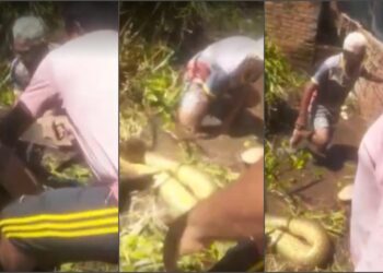 VÍDEO: Idoso é salvo por vizinhos ao ser ‘abraçado’ por sucuri