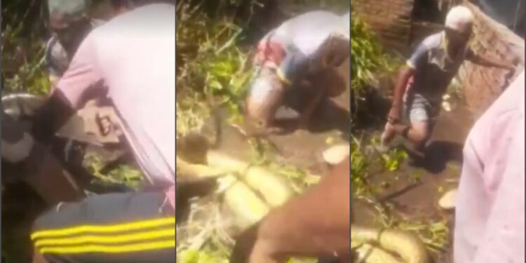 VÍDEO: Idoso é salvo por vizinhos ao ser ‘abraçado’ por sucuri
