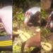 VÍDEO: Idoso é salvo por vizinhos ao ser ‘abraçado’ por sucuri