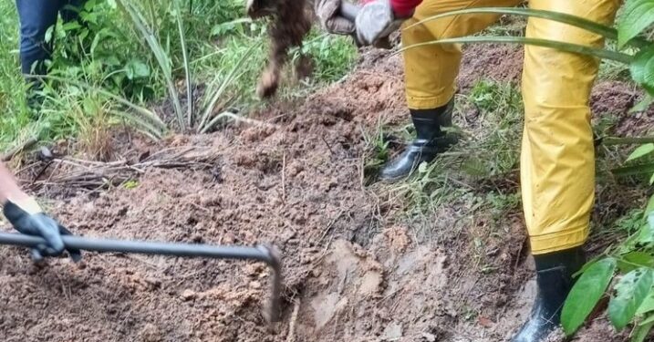 Adolescente é executado e tem corpo enterrado em cova rasa encoberta por pés de abacaxi