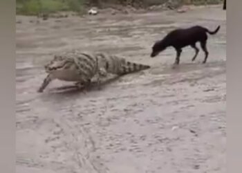 VÍDEO: Jacaré é flagrado caminhando ‘de boa’ em rua após chuva em Manaus