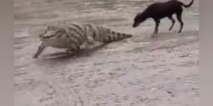 VÍDEO: Jacaré é flagrado caminhando ‘de boa’ em rua após chuva em Manaus