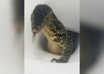 Turista encontra lagarto gigante dentro de vaso sanitário em quarto de hotel
