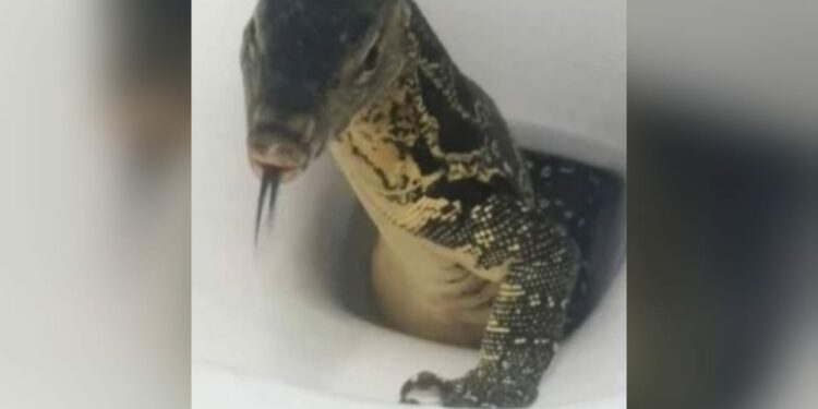Turista encontra lagarto gigante dentro de vaso sanitário em quarto de hotel