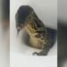 Turista encontra lagarto gigante dentro de vaso sanitário em quarto de hotel