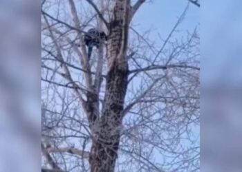 Após estuprar adolescente, homem é perseguido por familiar, foge e fica encurralado no topo de uma árvore por três horas