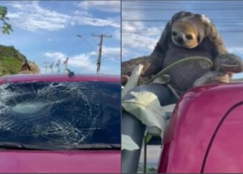 Preguiça se desiquilibra e cai em cima de carro em movimento, na avenida do Turismo