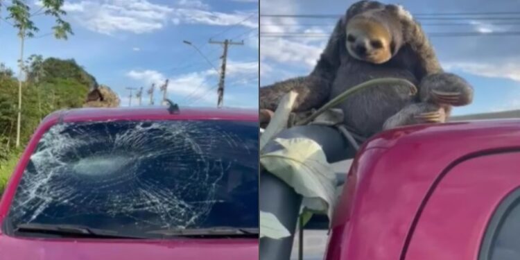 Preguiça se desiquilibra e cai em cima de carro em movimento, na avenida do Turismo