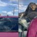 Preguiça se desiquilibra e cai em cima de carro em movimento, na avenida do Turismo