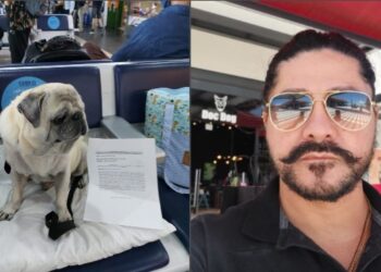 Tutora tem direito assegurado de levar Pug em cabine de avião após ação de advogado