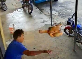 VÍDEO: Homem joga frango abatido em assaltante para tentar evitar fuga
