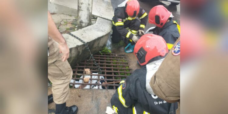Bombeiros resgatam homem preso dentro de bueiro, na Cidade Nova