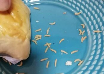 Nojento! Cliente encontra tapurus em salgado de padaria