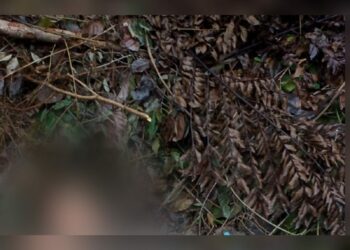 Homem é encontrado ‘à beira da morte’ no ramal do Brasileirinho