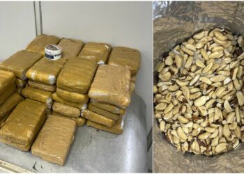 Encomenda do tráfico: castanha com maconha é apreendida em aeroporto de Manaus