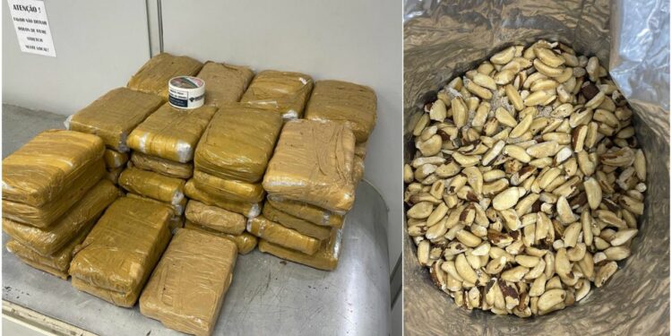 Encomenda do tráfico: castanha com maconha é apreendida em aeroporto de Manaus