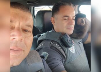 Que fofo! Macaco prego “invade” viatura e faz selfie com policiais militares