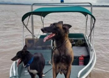 Cadela policial é morta por onça ao tentar defender agentes em acampamento no AM