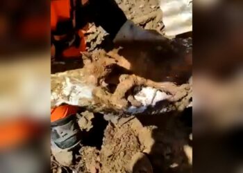 Gatinho é resgatado com vida após passar dias soterrado em Petrópolis; assista o momento do resgate