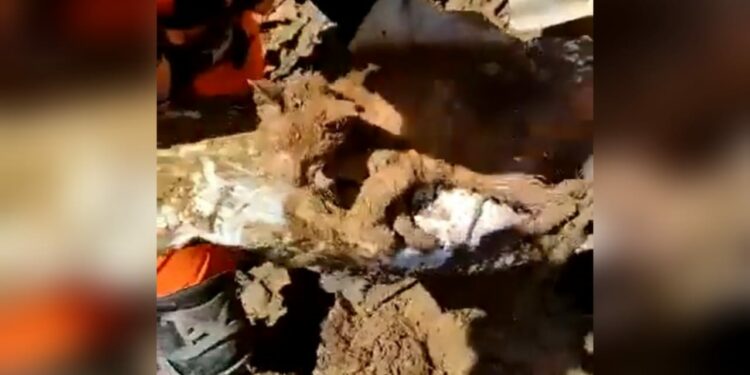 Gatinho é resgatado com vida após passar dias soterrado em Petrópolis; assista o momento do resgate