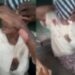 Idosa de 103 anos é brutalmente agredida durante assalto em sítio