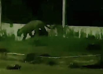 VÍDEO: Onça é flagrada caminhando aos arredores de Aeroporto no Amazonas