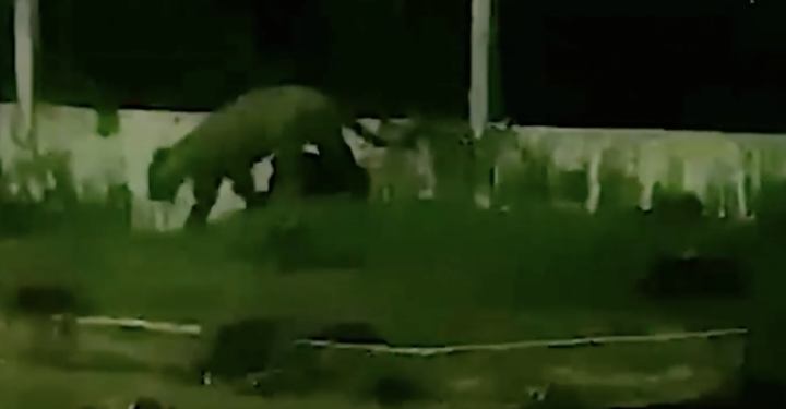 VÍDEO: Onça é flagrada caminhando aos arredores de Aeroporto no Amazonas