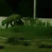 VÍDEO: Onça é flagrada caminhando aos arredores de Aeroporto no Amazonas
