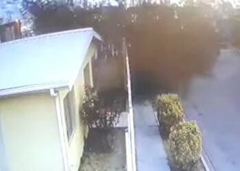 VÍDEO: Centenas de pássaros caem misteriosamente mortos em cima de casas no México