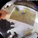 Policiais militares são flagrados invadindo e furtando objetos de dentro de uma casa, no Rio de Janeiro