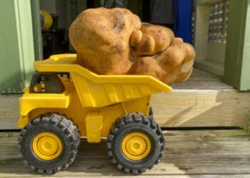 DNA revela que batata gigante era cabaça, e ela fica fora do Guinness