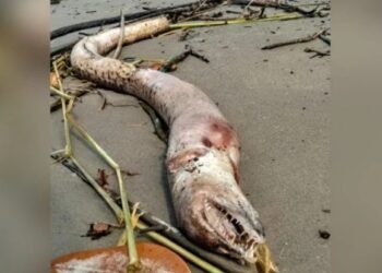 Bicho estranho e com dentes enormes é encontrado em praia