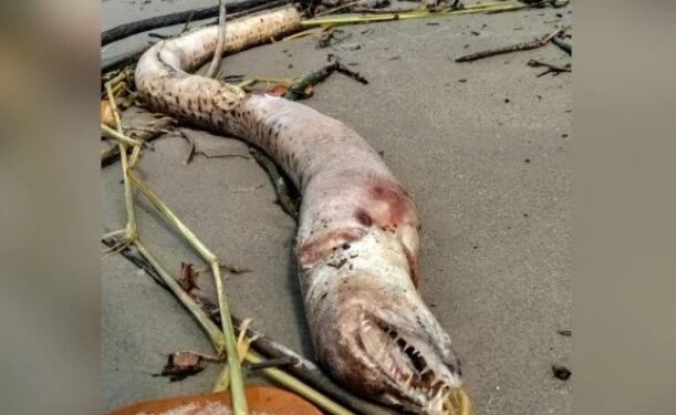Bicho estranho e com dentes enormes é encontrado em praia