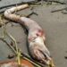 Bicho estranho e com dentes enormes é encontrado em praia