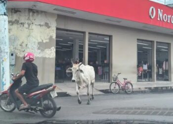 Vídeo: boi fujão invade lojas e causa desespero na terra de Garantido e Caprichoso