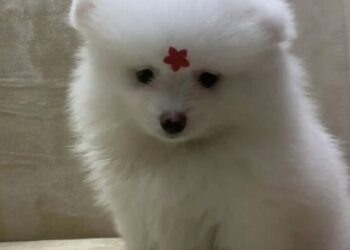 Mulher é presa por dar golpe do PIX para comprar cachorro avaliado em R$ 10 mil