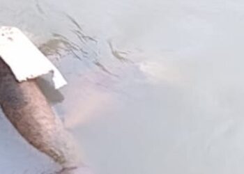 Corpo é encontrado boiando em igarapé no bairro Jorge Teixeira