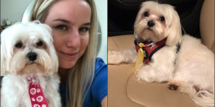 Ladrões armados rendem funcionário de pet shop e roubam cachorrinho