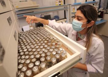 Dia da Mulher: pesquisadora coordena acervo genético com 2,5 mil espécies da Amazônia