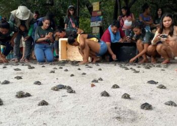 Mais de 11 mil filhotes de quelônios são soltos de uma só vez no Amazonas